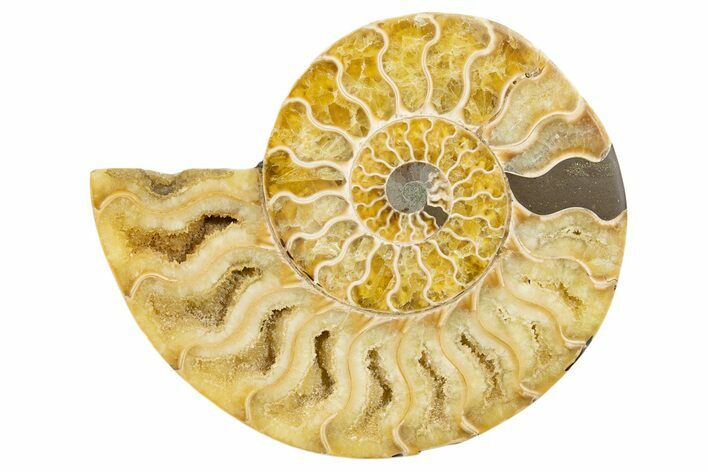 Cut & Polished Ammonite Fossil (Half) - Madagascar #345626